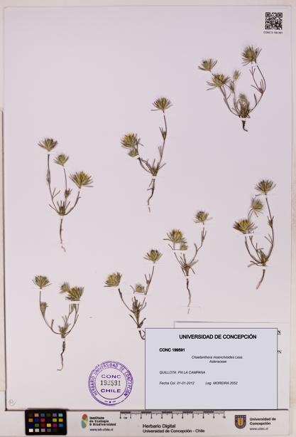 Chaetanthera moenchioides [Espécimen: UDEC:CONC:0199591]