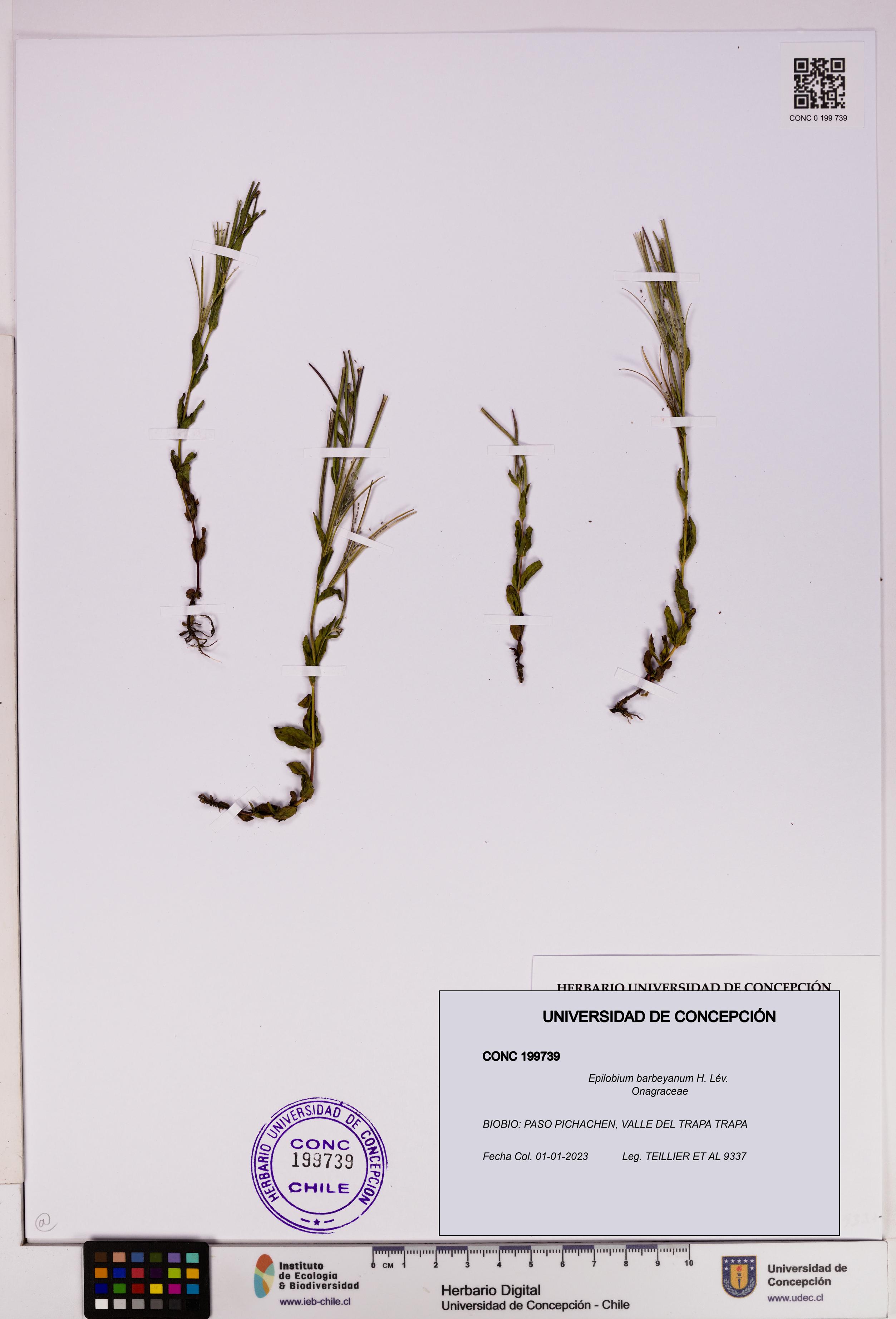 Epilobium barbeyanum [Espécimen: UDEC:CONC:0199739]