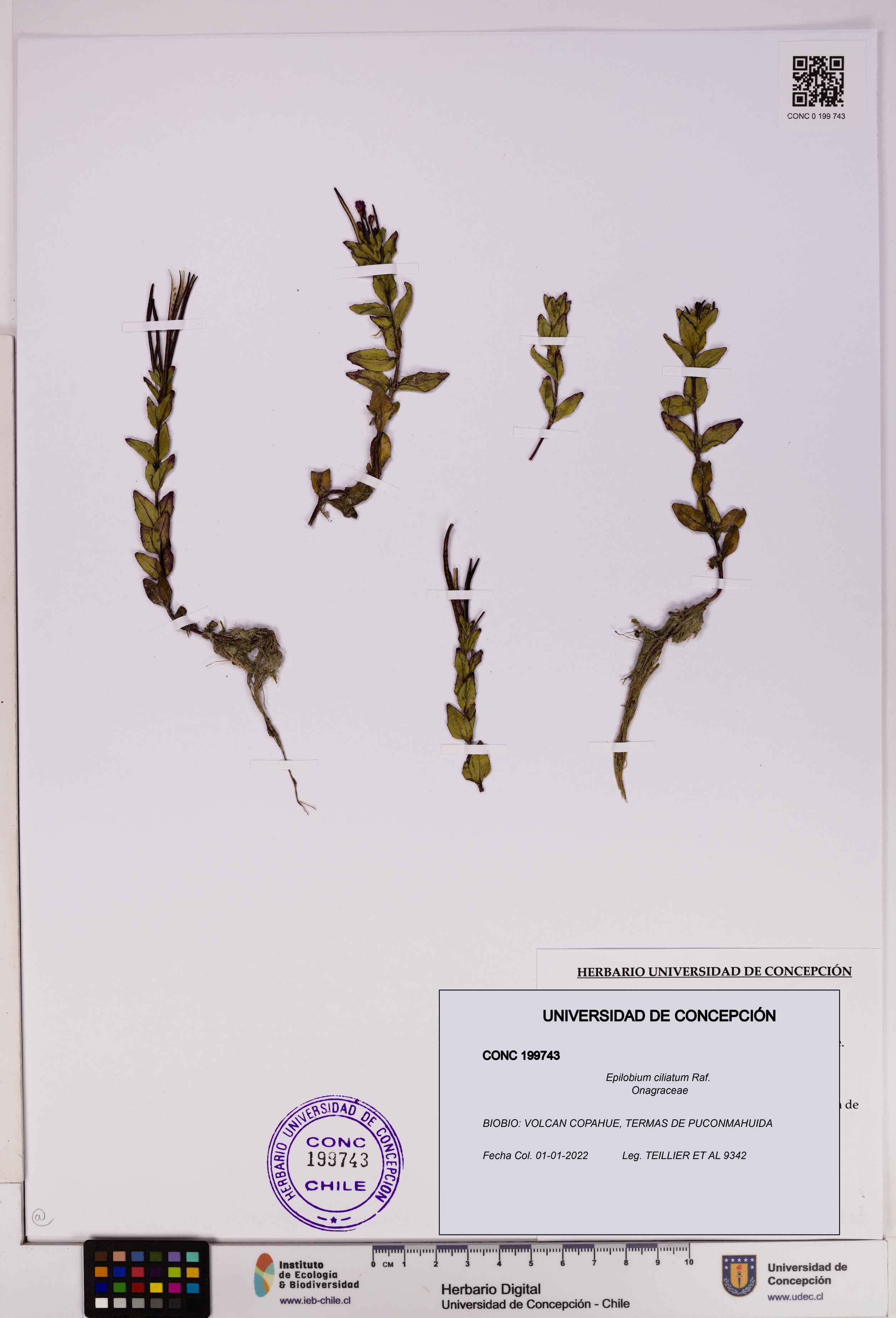 Epilobium ciliatum [Espécimen: UDEC:CONC:0199743]