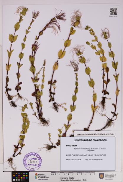 Epilobium australe [Espécimen: UDEC:CONC:0199747]