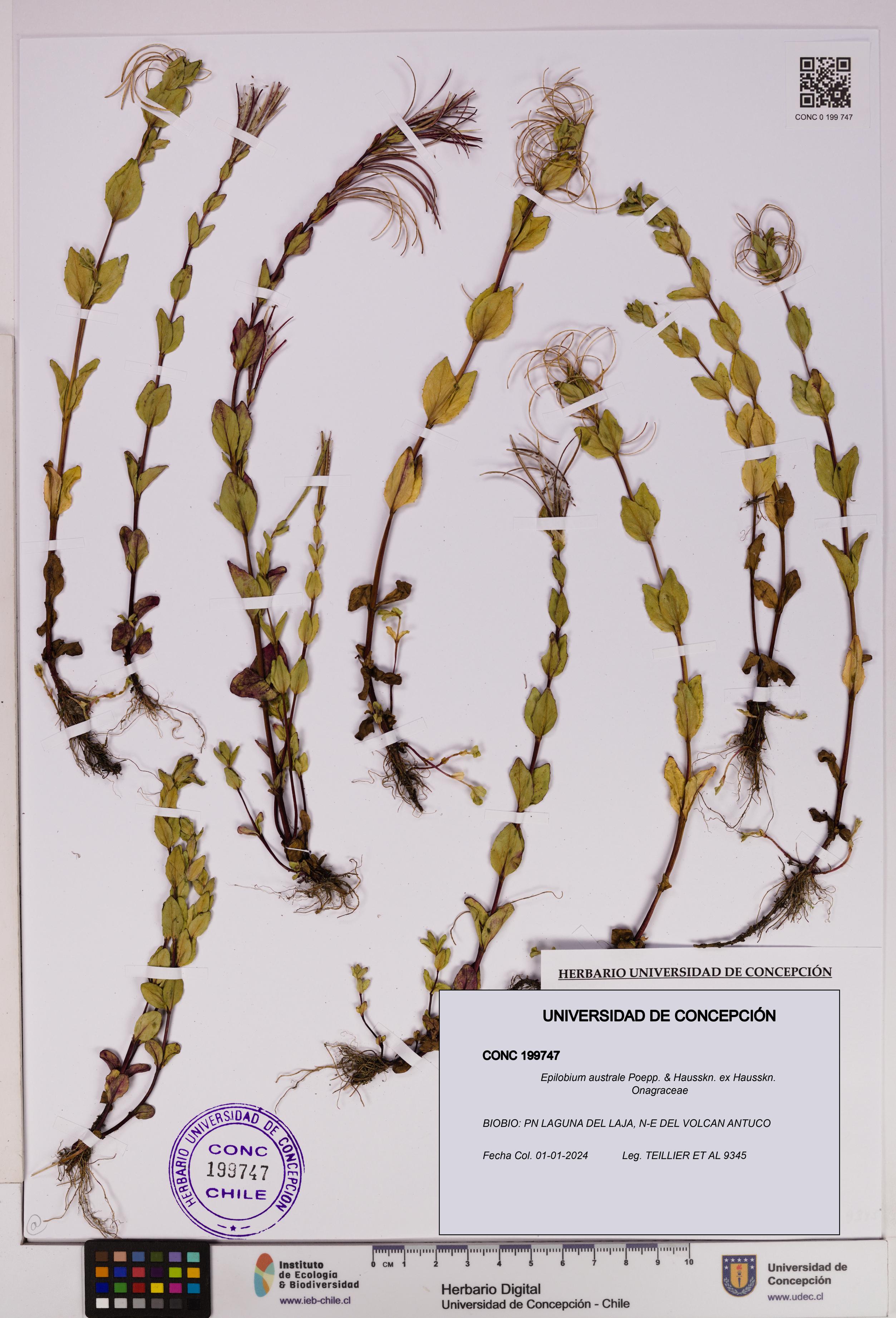 Epilobium australe [Espécimen: UDEC:CONC:0199747]