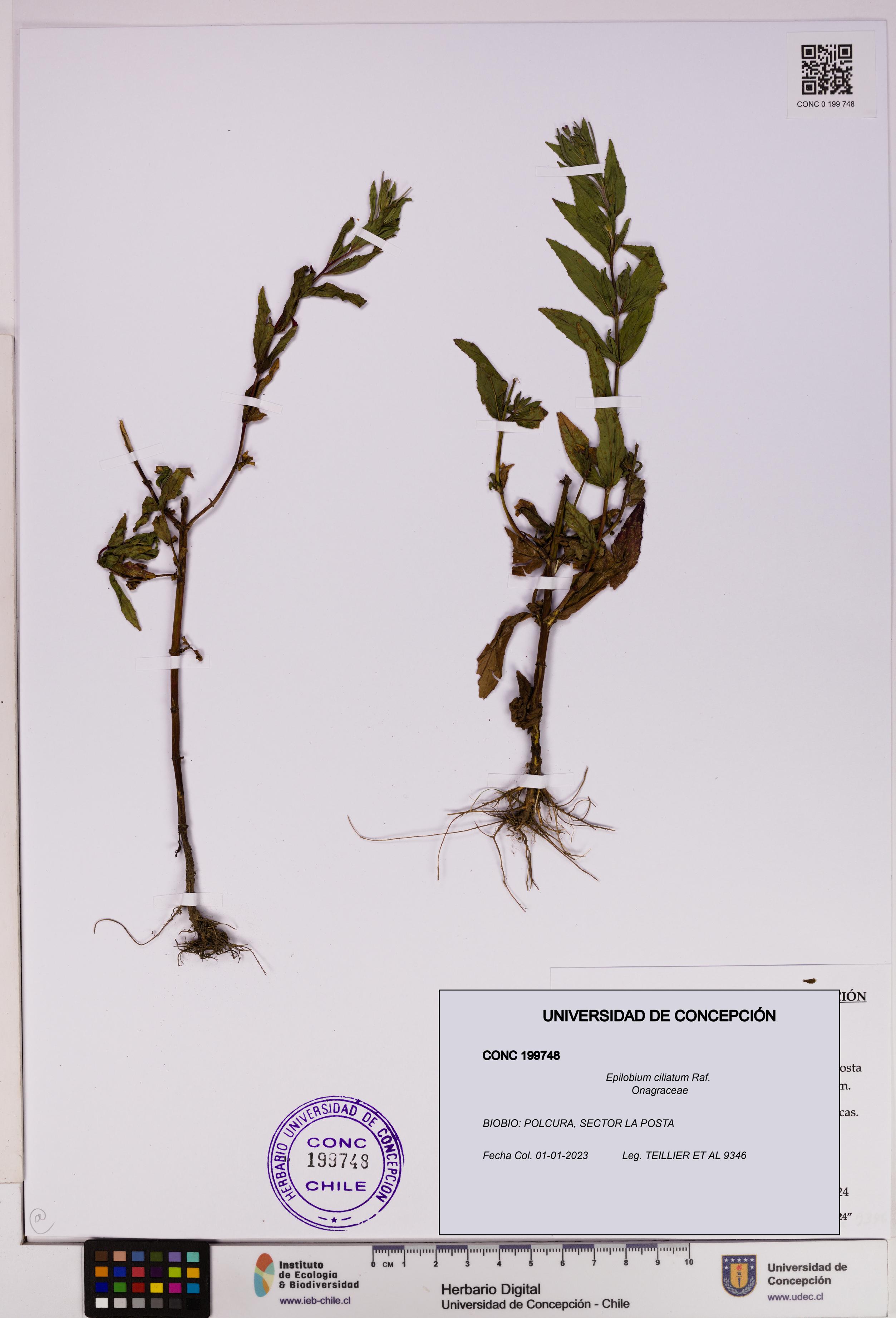 Epilobium ciliatum [Espécimen: UDEC:CONC:0199748]