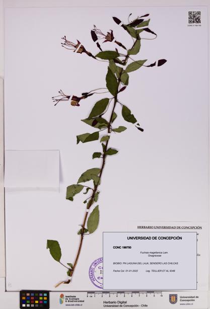 Fuchsia magellanica [Espécimen: UDEC:CONC:0199750]