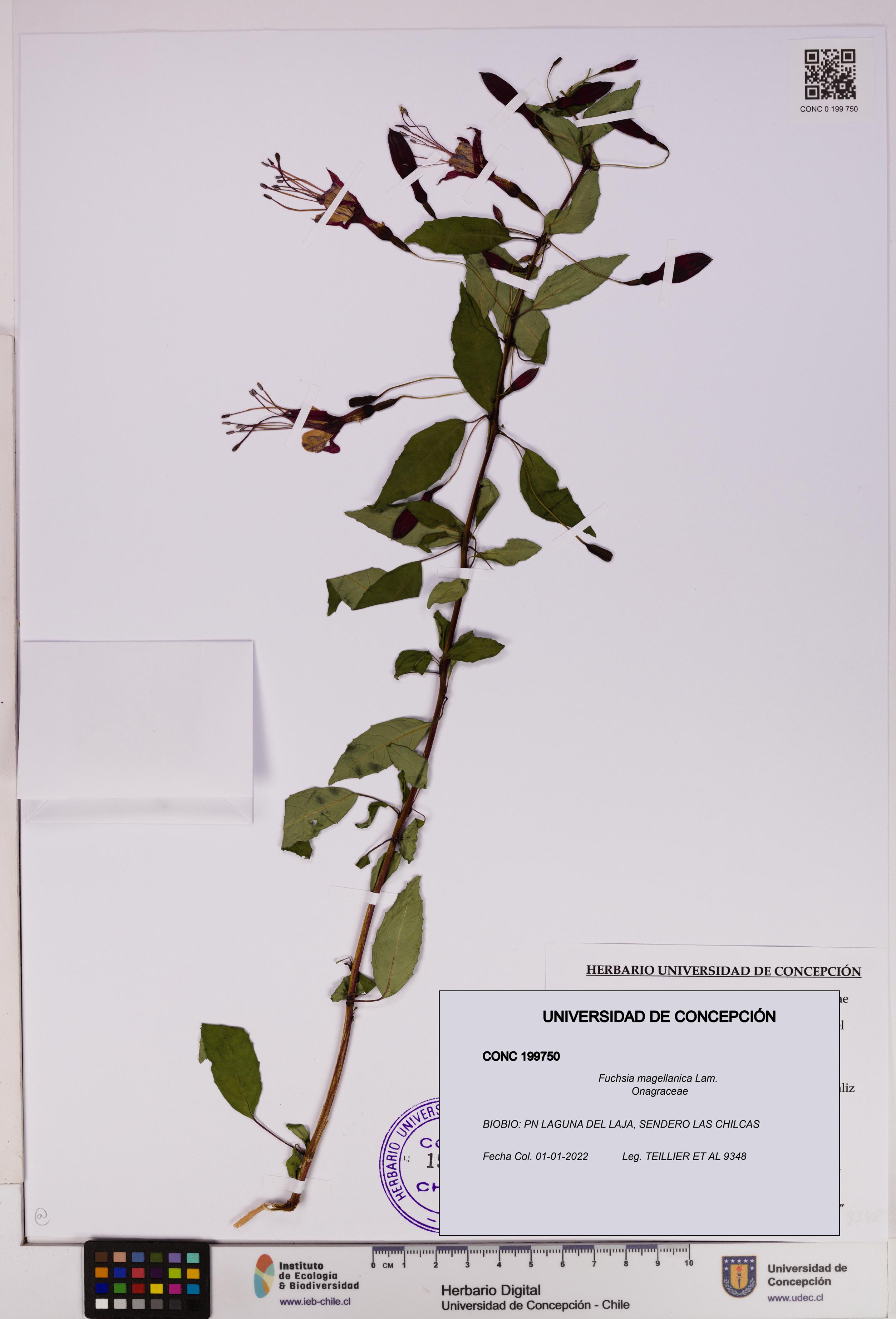 Fuchsia magellanica [Espécimen: UDEC:CONC:0199750]