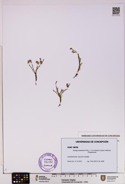 Senega subandina [Espécimen: UDEC:CONC:0199782]