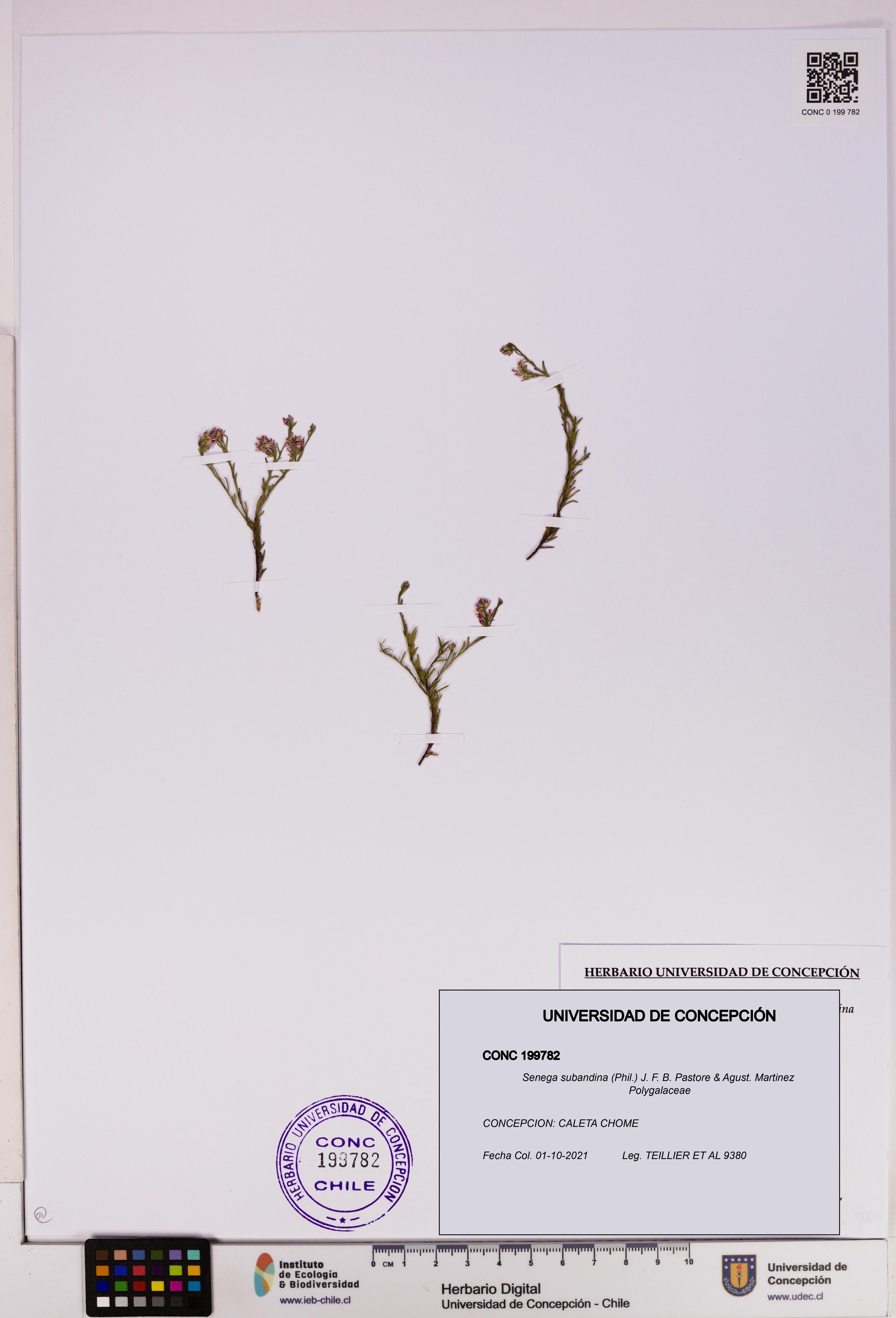 Senega subandina [Espécimen: UDEC:CONC:0199782]