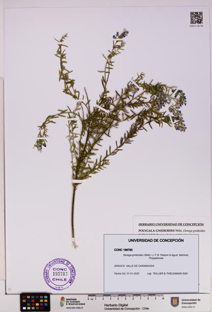 Senega gnidioides [Espécimen: UDEC:CONC:0199783]