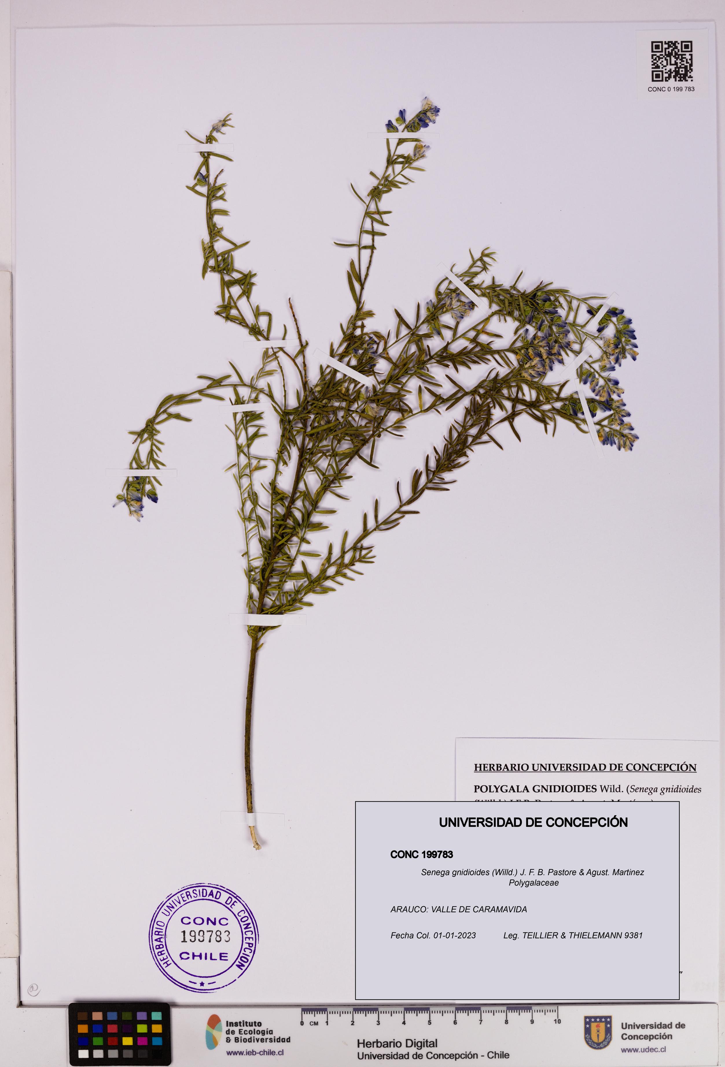 Senega gnidioides [Espécimen: UDEC:CONC:0199783]