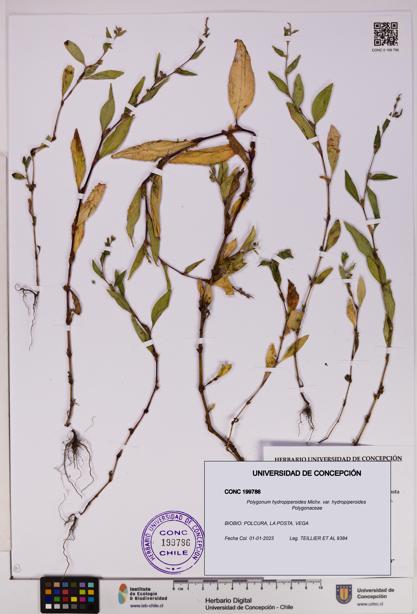 Polygonum hydropiperoides var. hydropiperoides [Espécimen: UDEC:CONC:0199786]