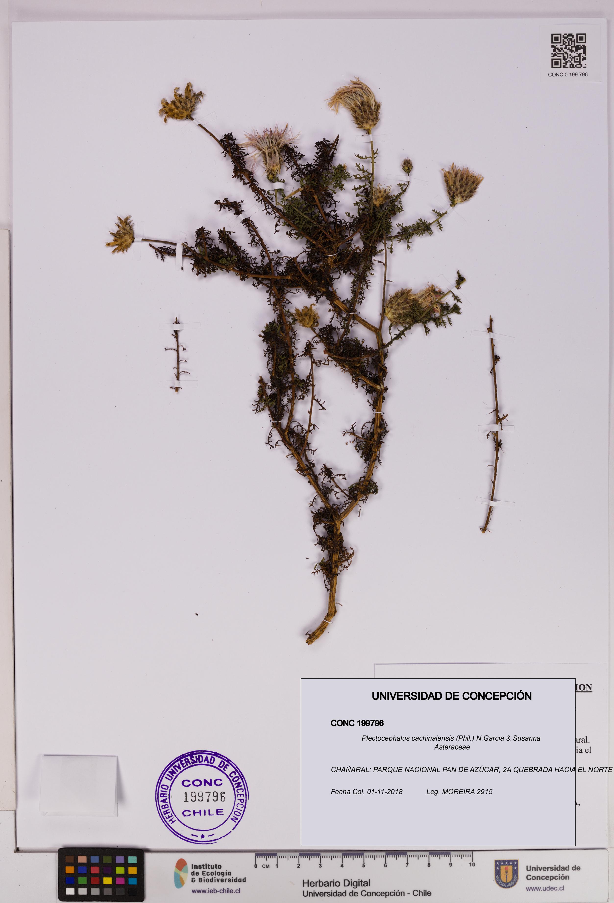 Plectocephalus cachinalensis [Espécimen: UDEC:CONC:0199796]