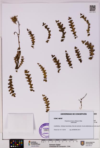 Polyachyrus fuscus [Espécimen: UDEC:CONC:0199797]