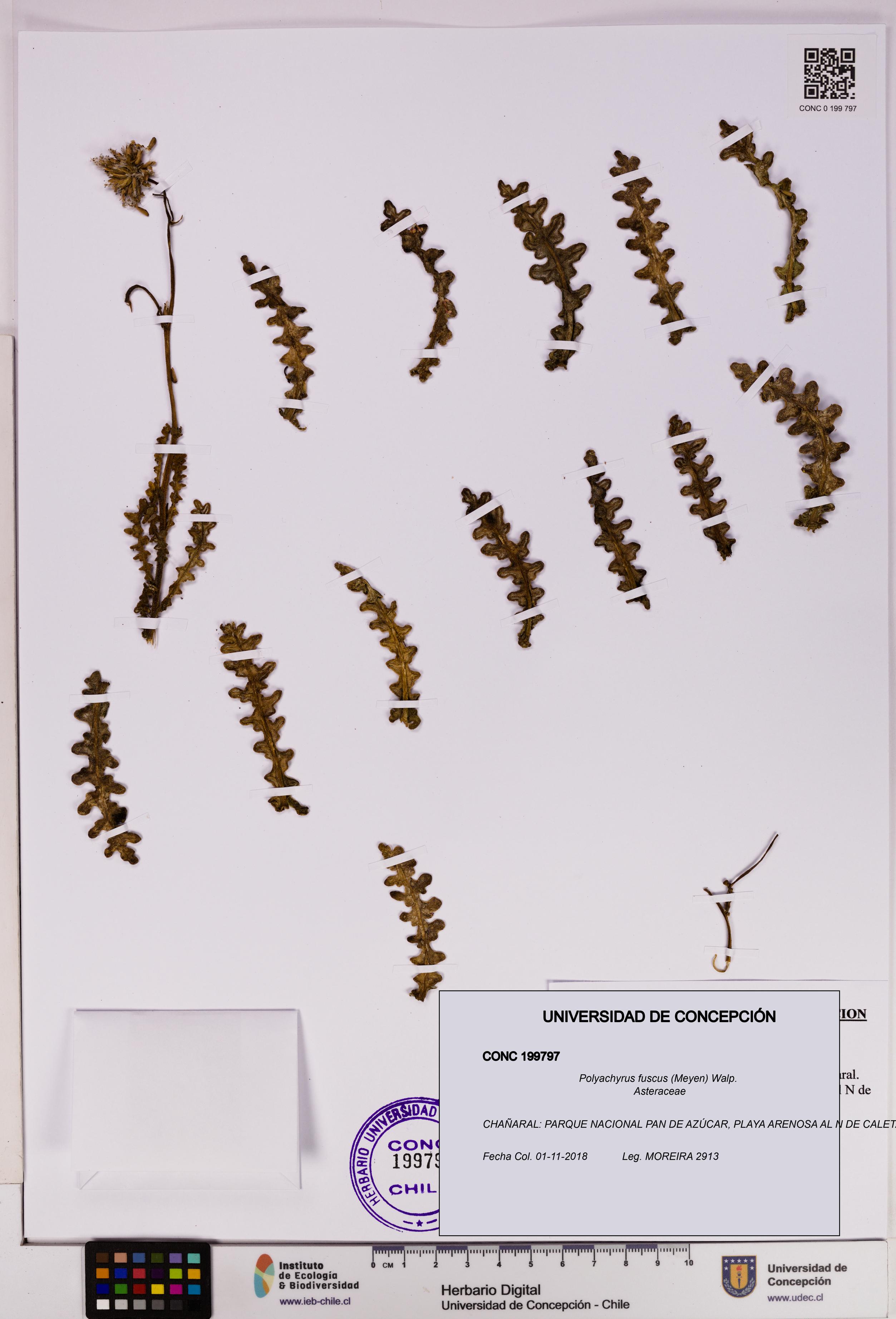 Polyachyrus fuscus [Espécimen: UDEC:CONC:0199797]