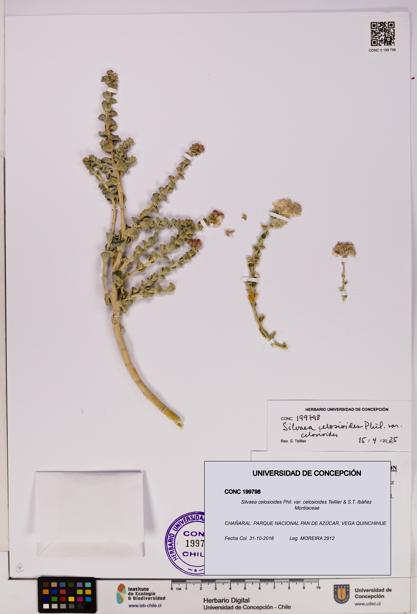Silvaea celosioides var. celosioides [Espécimen: UDEC:CONC:0199798]