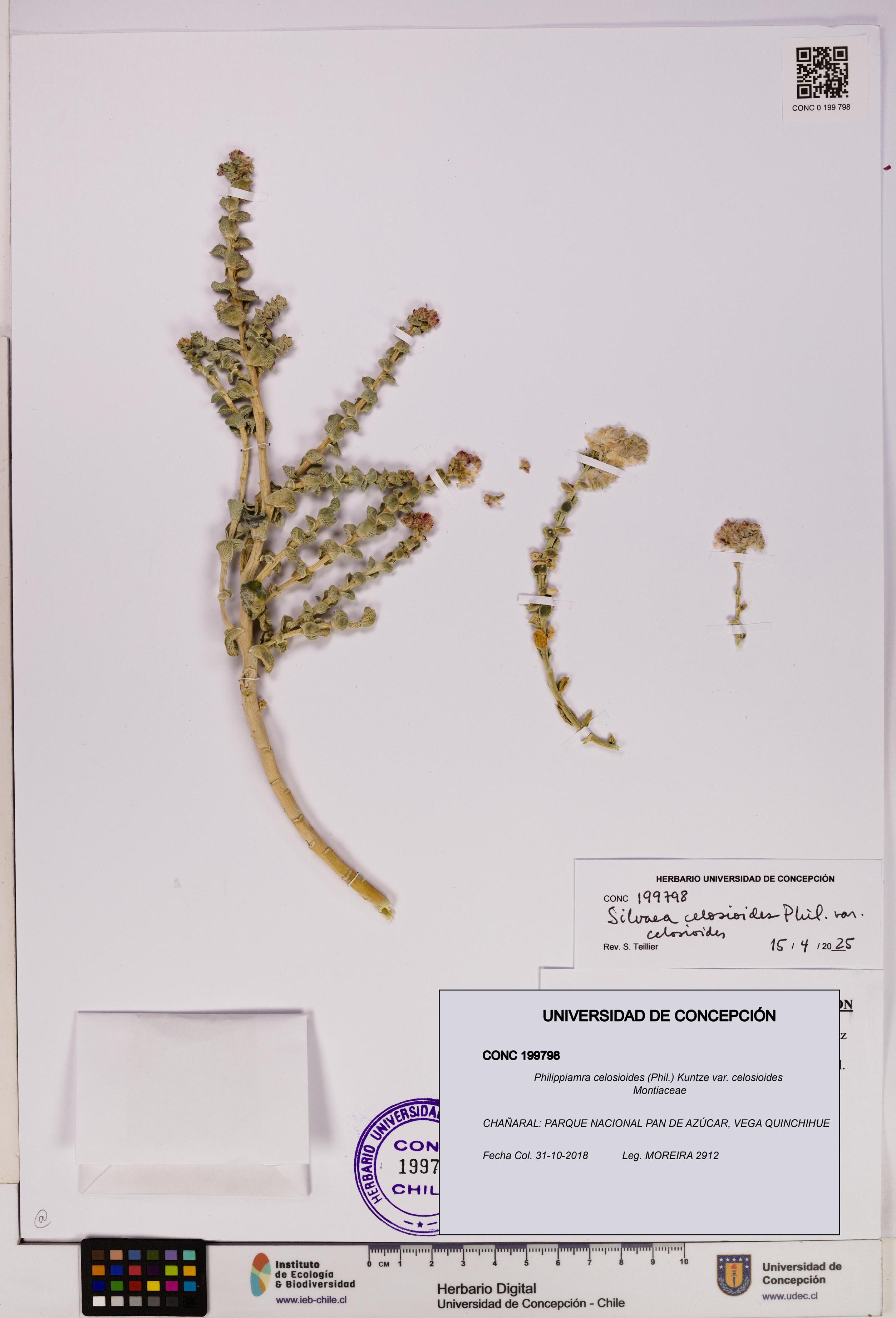 Philippiamra celosioides [Espécimen: ]