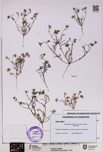 Chaetanthera albiflora [Espécimen: UDEC:CONC:0199818]