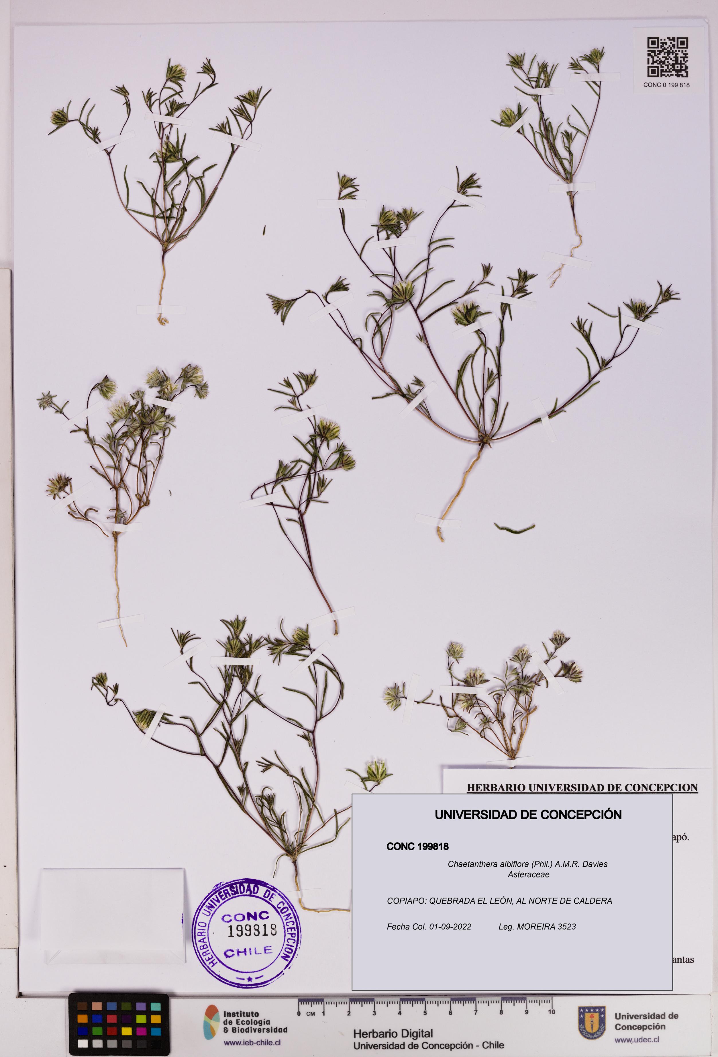 Chaetanthera albiflora [Espécimen: UDEC:CONC:0199818]