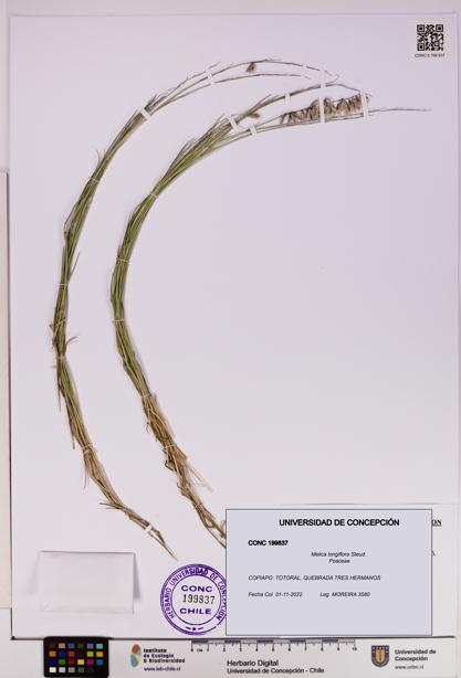 Melica longiflora [Espécimen: UDEC:CONC:0199837]