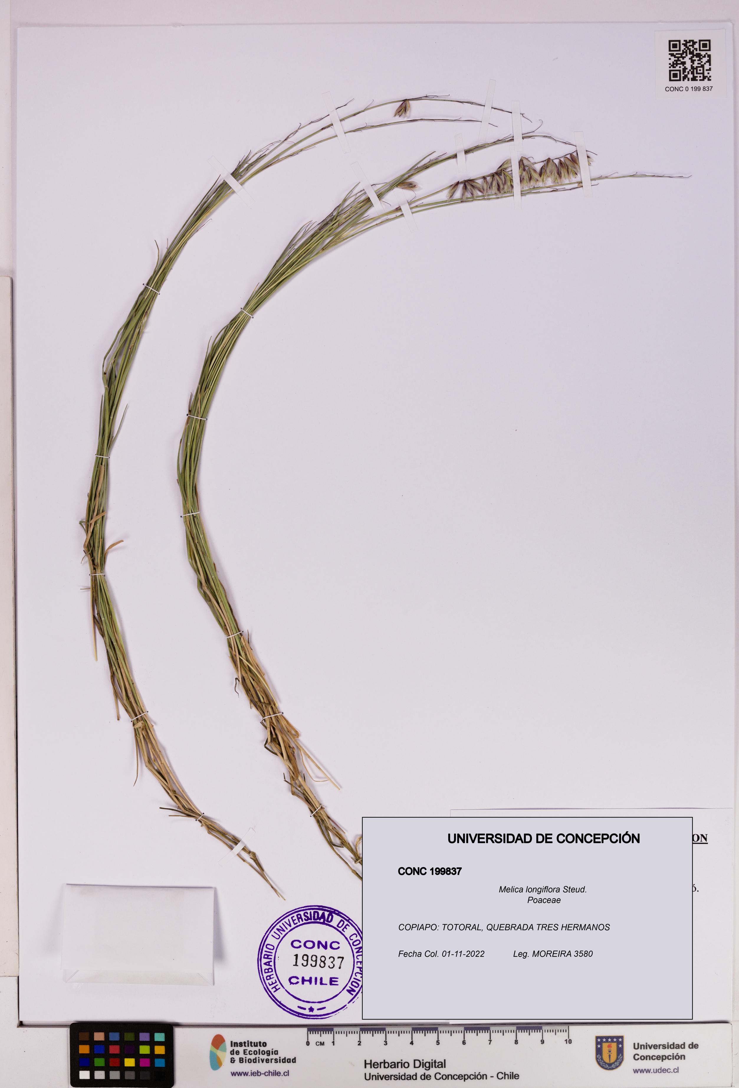 Melica longiflora [Espécimen: UDEC:CONC:0199837]