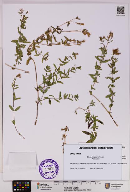 Stevia philippiana [Espécimen: ]