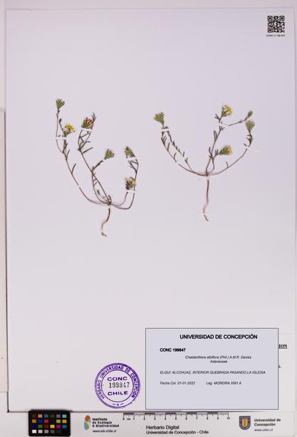 Chaetanthera albiflora [Espécimen: UDEC:CONC:0199847]