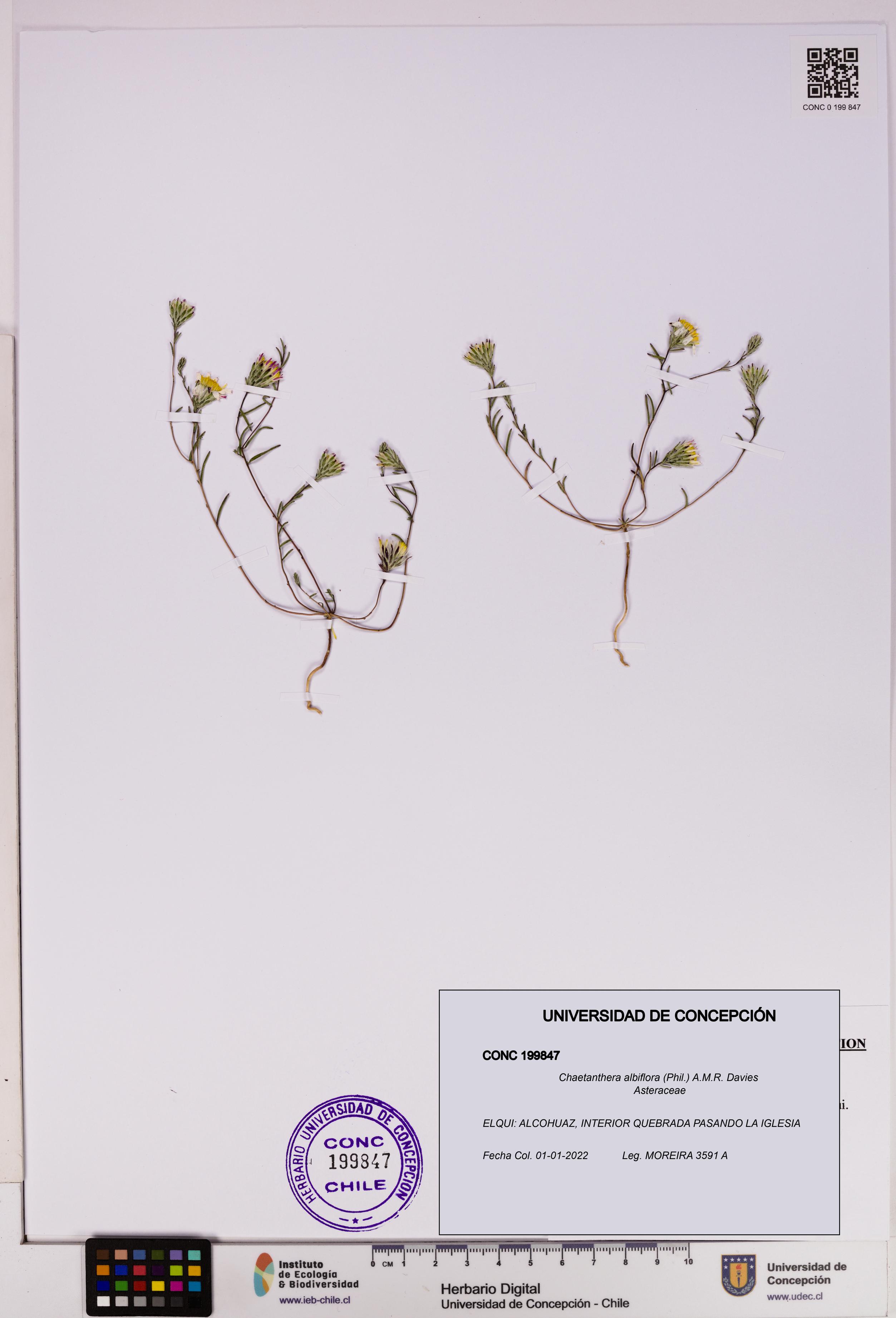 Chaetanthera albiflora [Espécimen: UDEC:CONC:0199847]