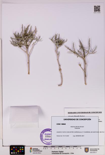 Adesmia littoralis [Espécimen: UDEC:CONC:0199848]