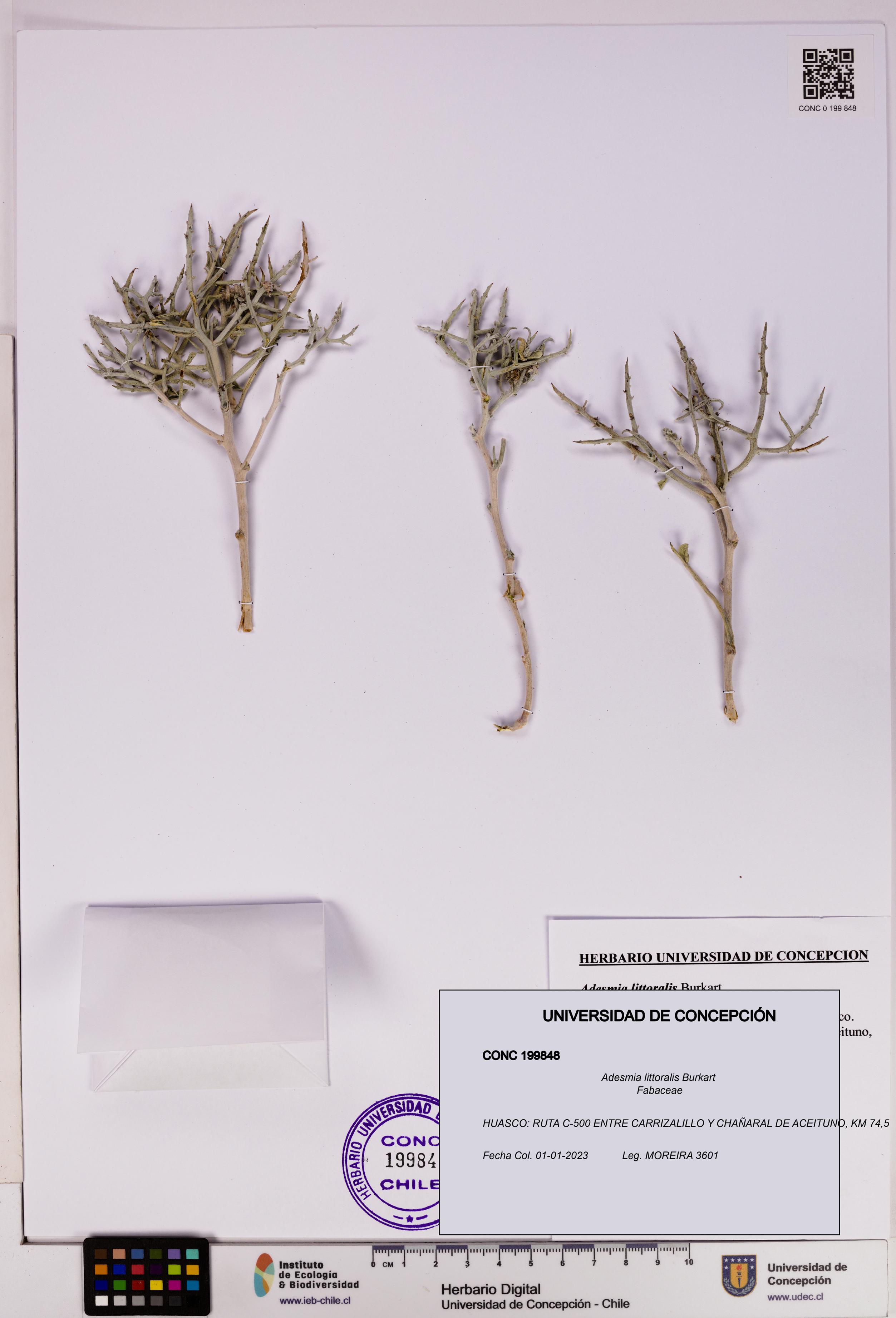 Adesmia littoralis [Espécimen: UDEC:CONC:0199848]
