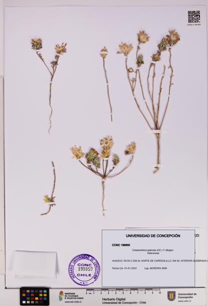 Chaetanthera glabrata [Espécimen: UDEC:CONC:0199850]