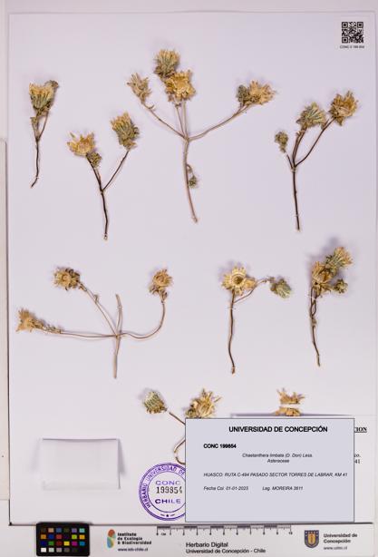 Chaetanthera limbata [Espécimen: UDEC:CONC:0199854]