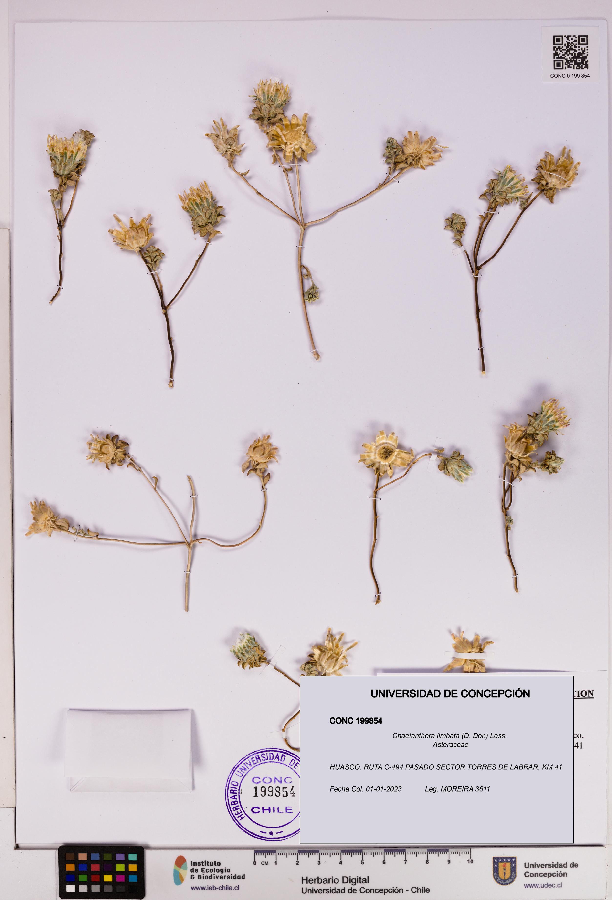 Chaetanthera limbata [Espécimen: UDEC:CONC:0199854]
