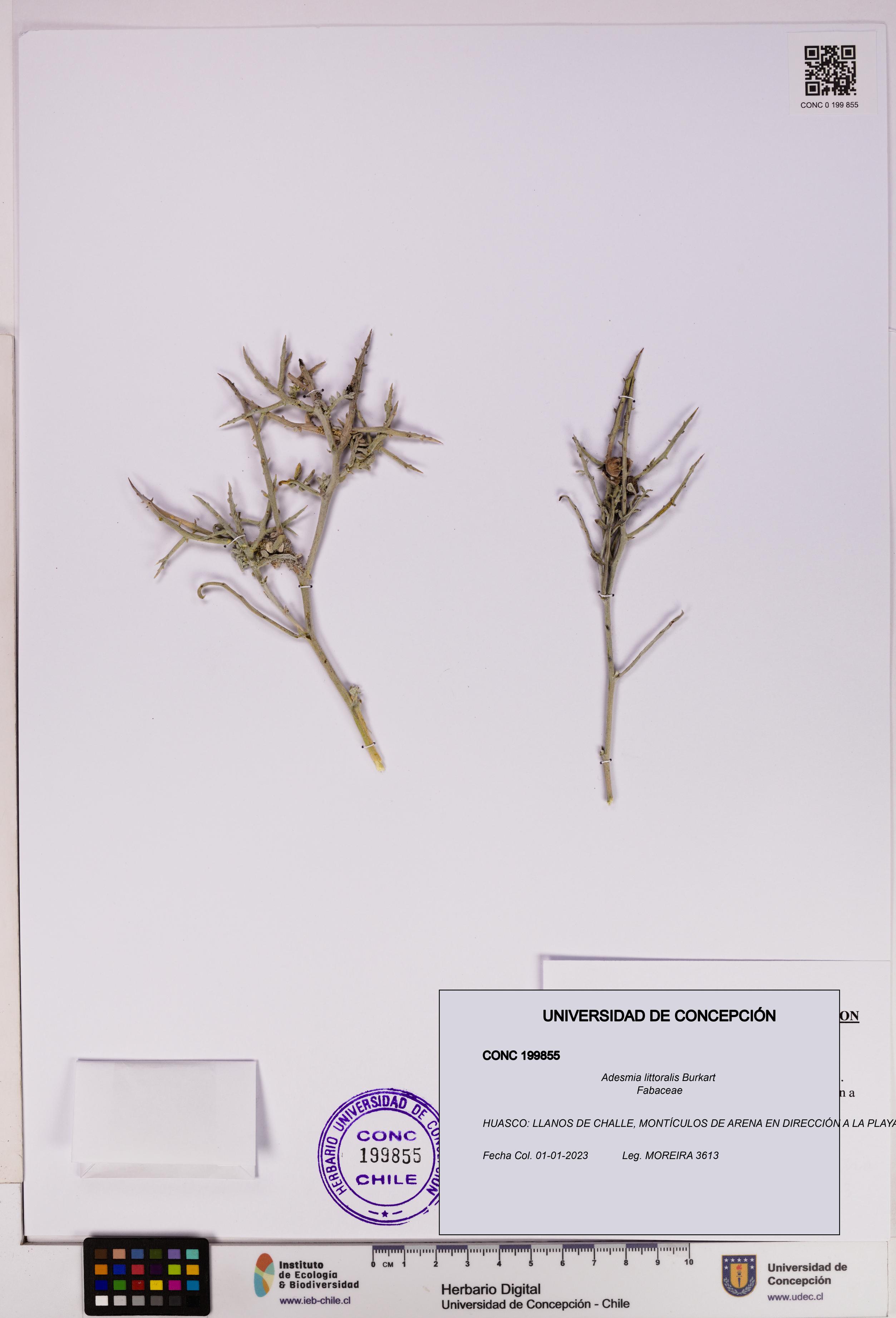 Adesmia littoralis [Espécimen: UDEC:CONC:0199855]