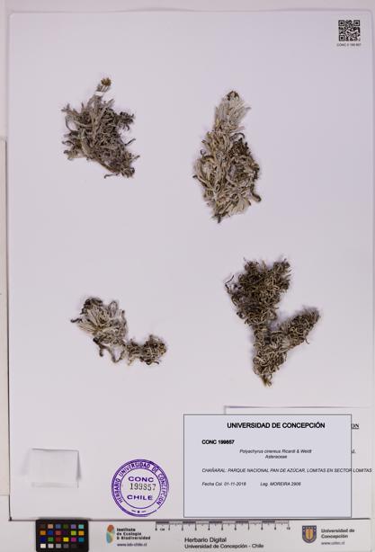 Polyachyrus cinereus [Espécimen: UDEC:CONC:0199857]