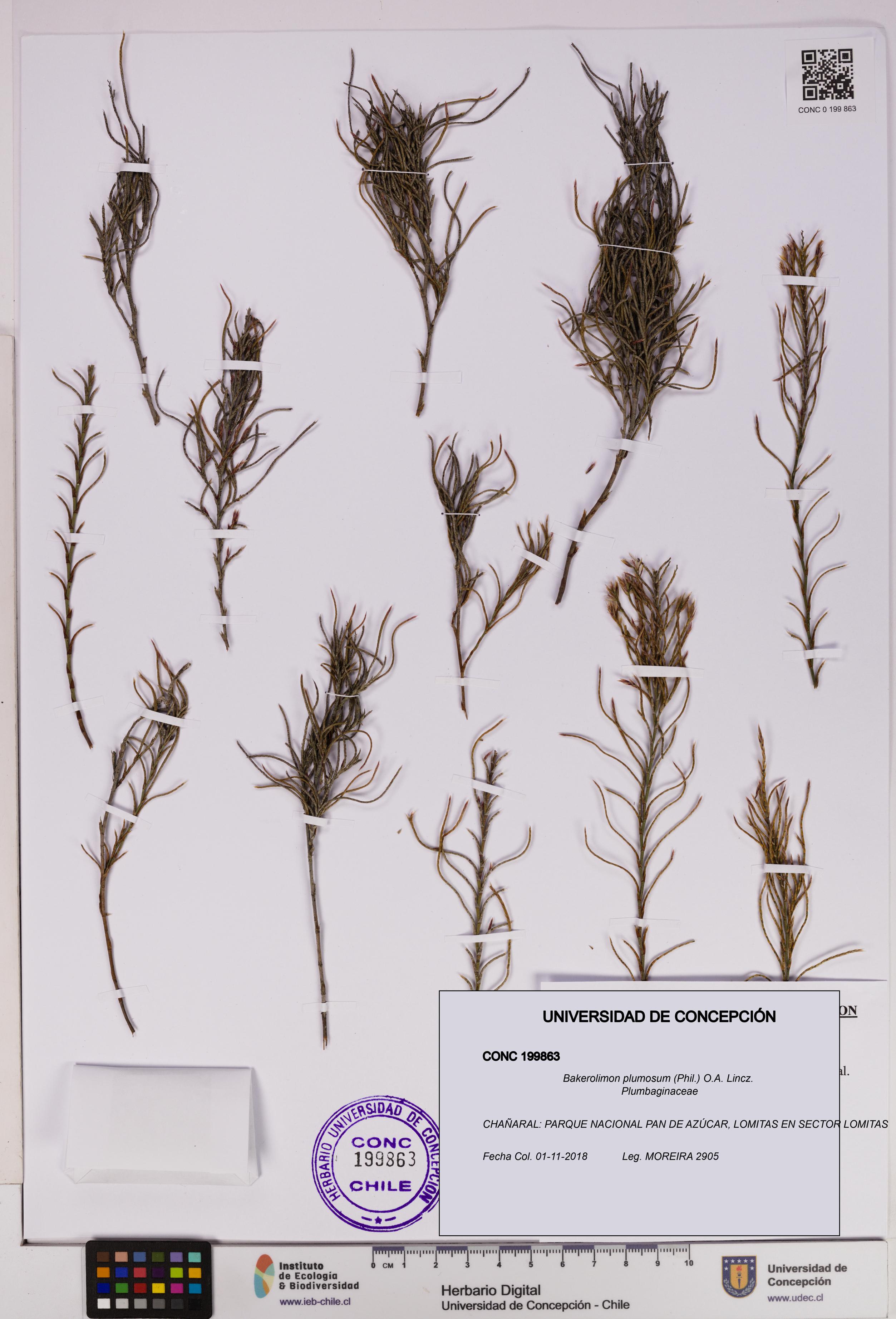 Bakerolimon plumosum [Espécimen: UDEC:CONC:0199863]