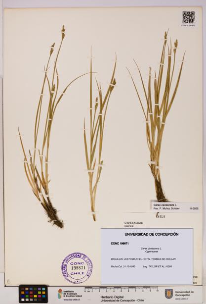 Carex canescens [Espécimen: UDEC:CONC:0199871]