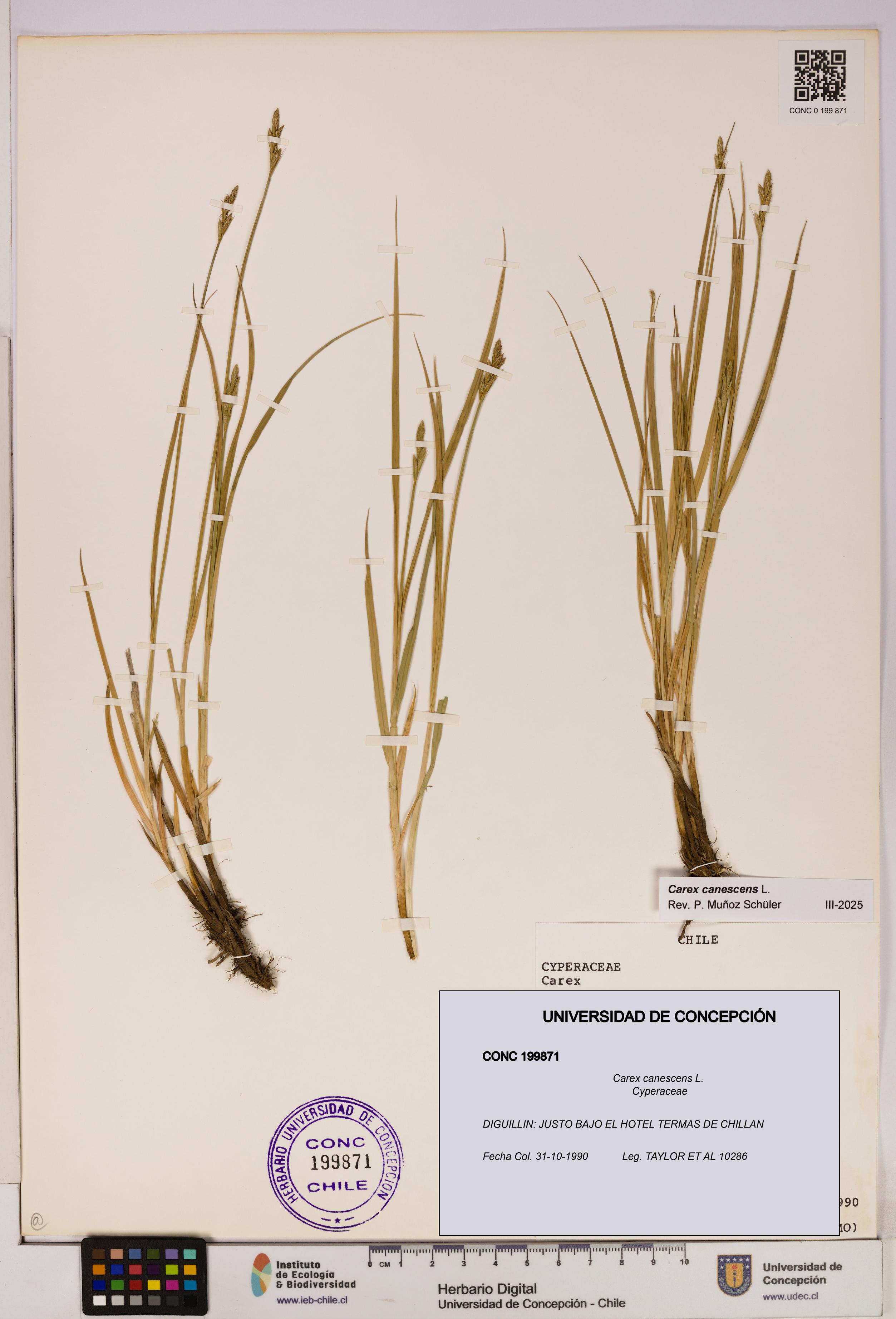 Carex canescens [Espécimen: UDEC:CONC:0199871]