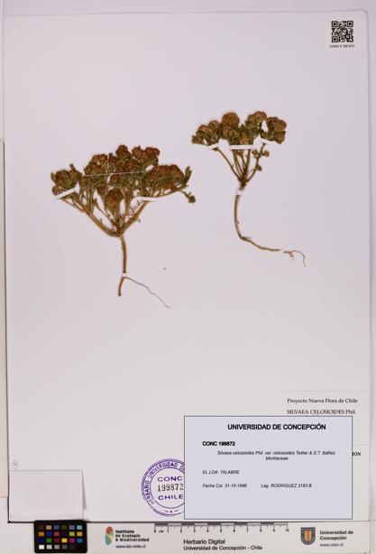 Silvaea celosioides var. celosioides [Espécimen: UDEC:CONC:0199872]