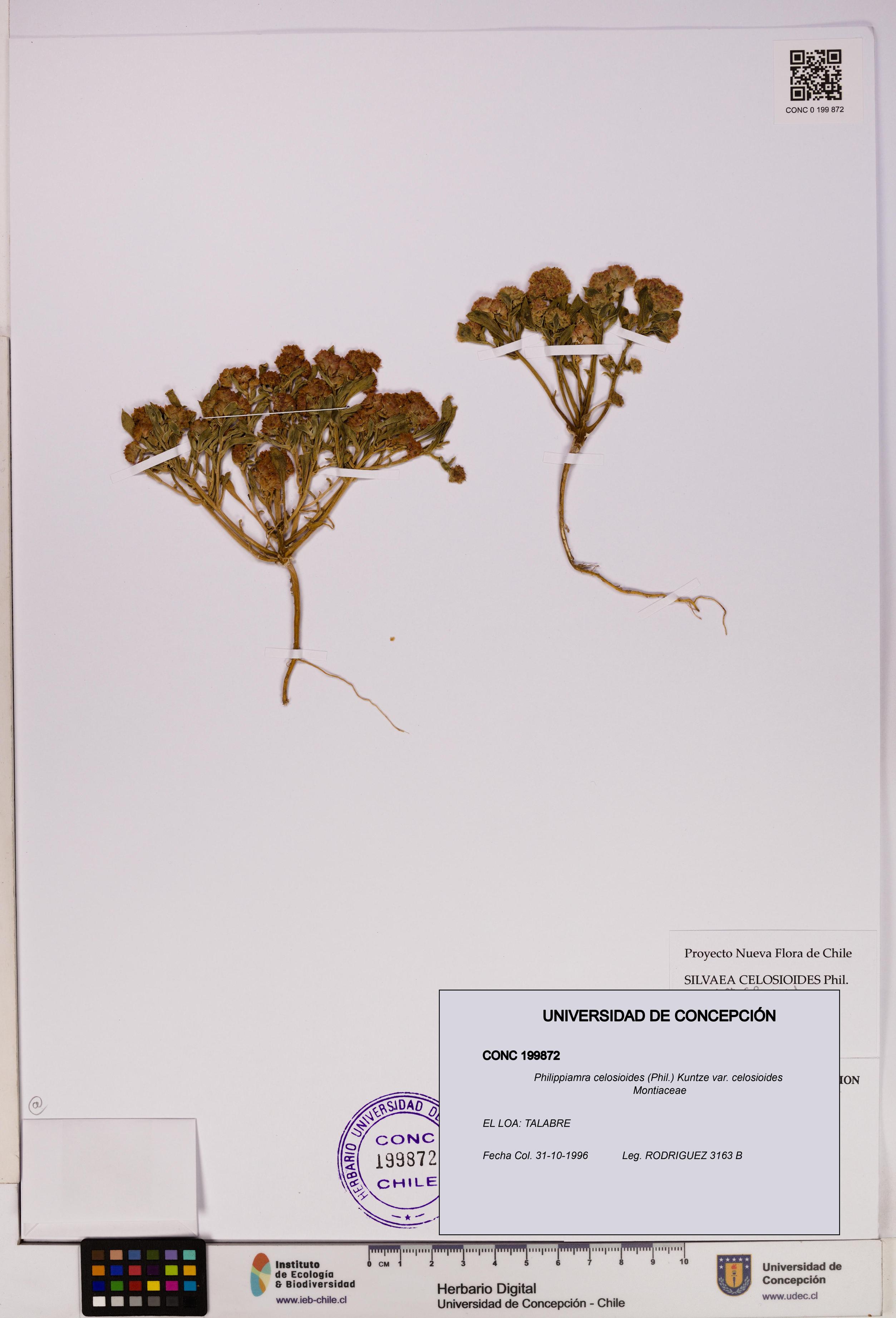 Philippiamra celosioides [Espécimen: ]