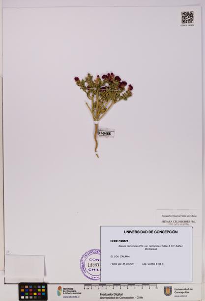 Silvaea celosioides var. celosioides [Espécimen: UDEC:CONC:0199873]
