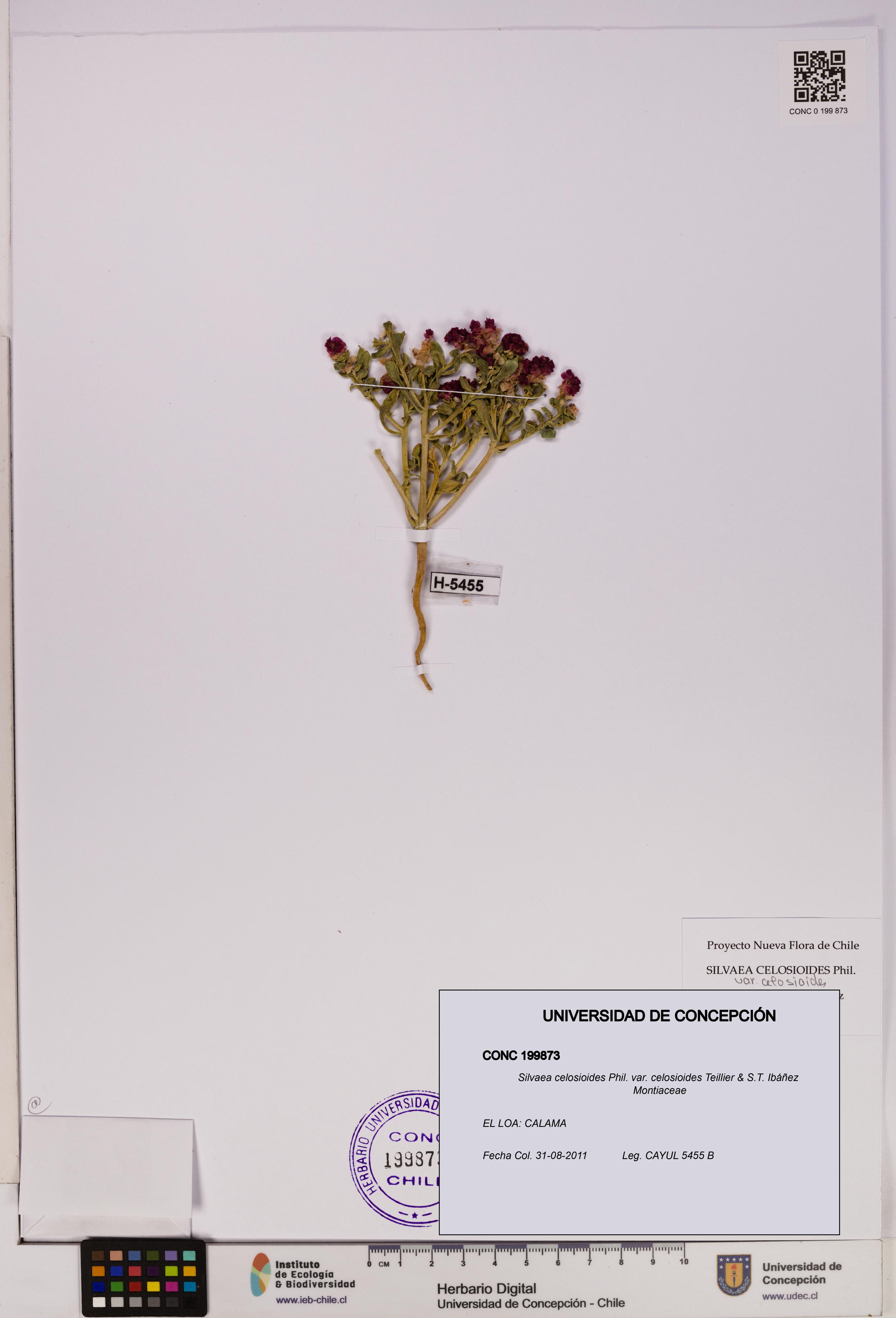 Silvaea celosioides var. celosioides [Espécimen: UDEC:CONC:0199873]