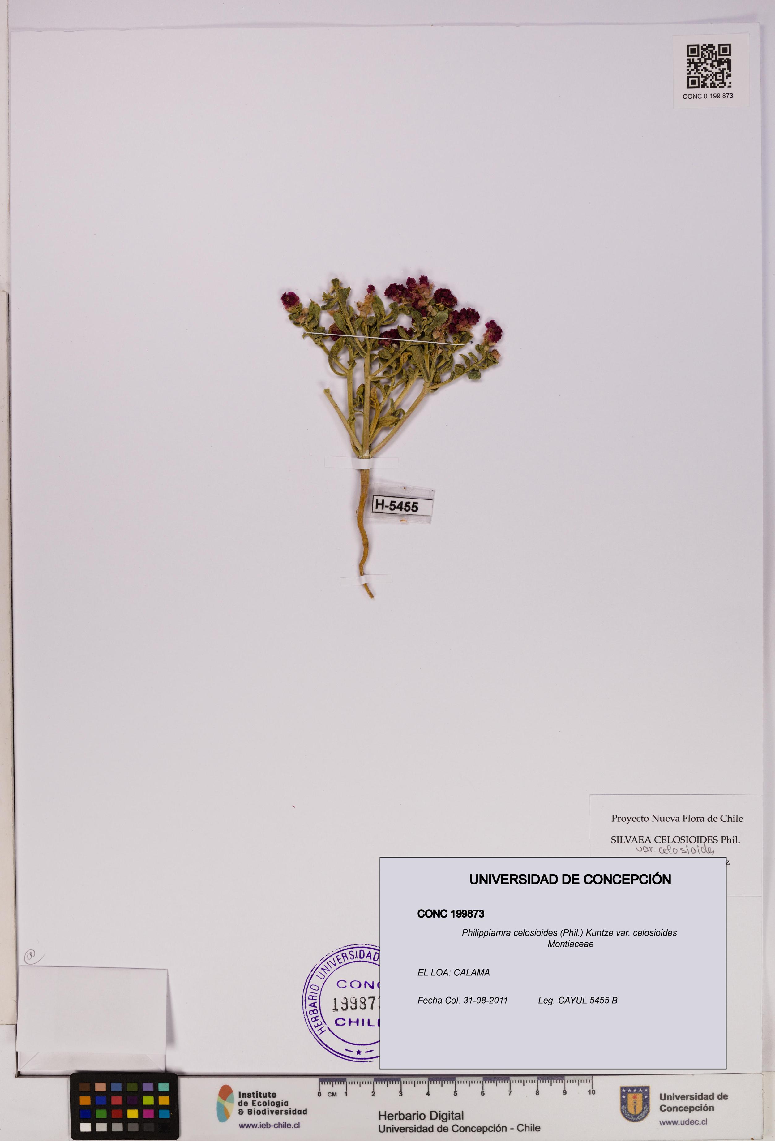 Philippiamra celosioides [Espécimen: ]