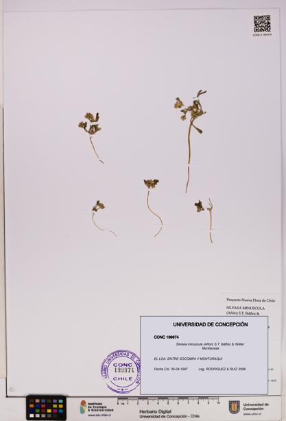 Silvaea minuscula [Espécimen: UDEC:CONC:0199874]