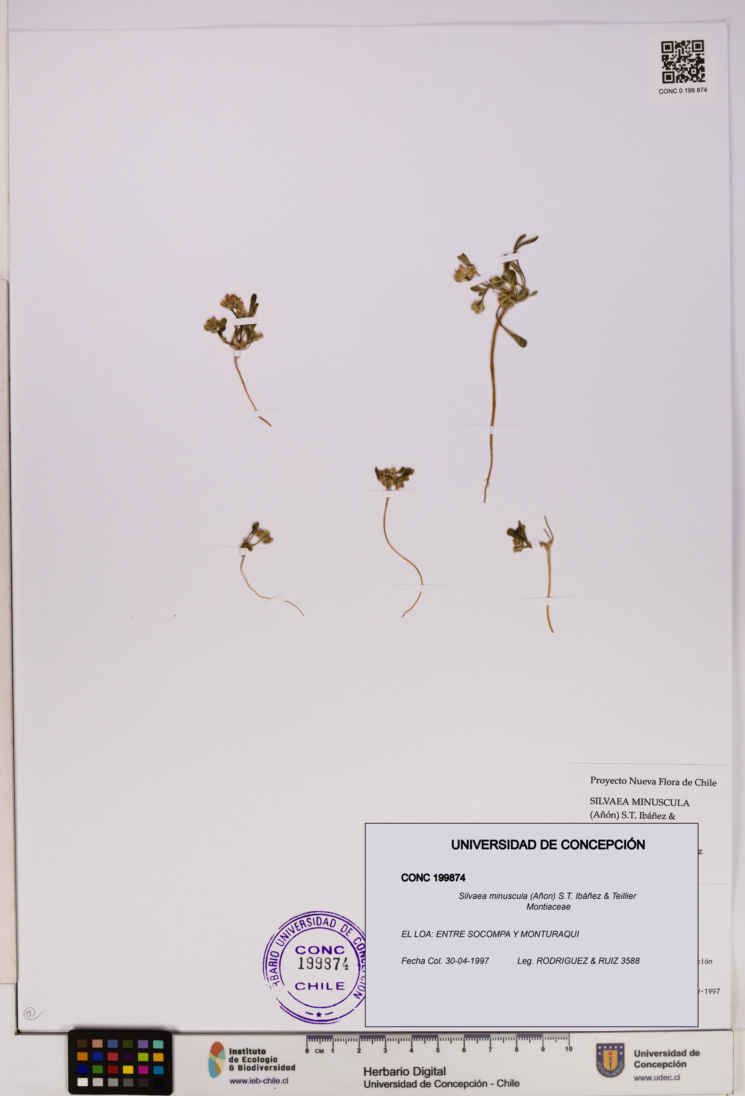 Silvaea minuscula [Espécimen: UDEC:CONC:0199874]