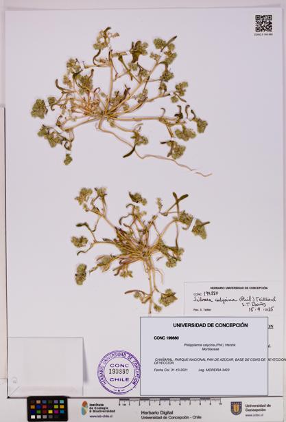 Philippiamra calycina [Espécimen: ]