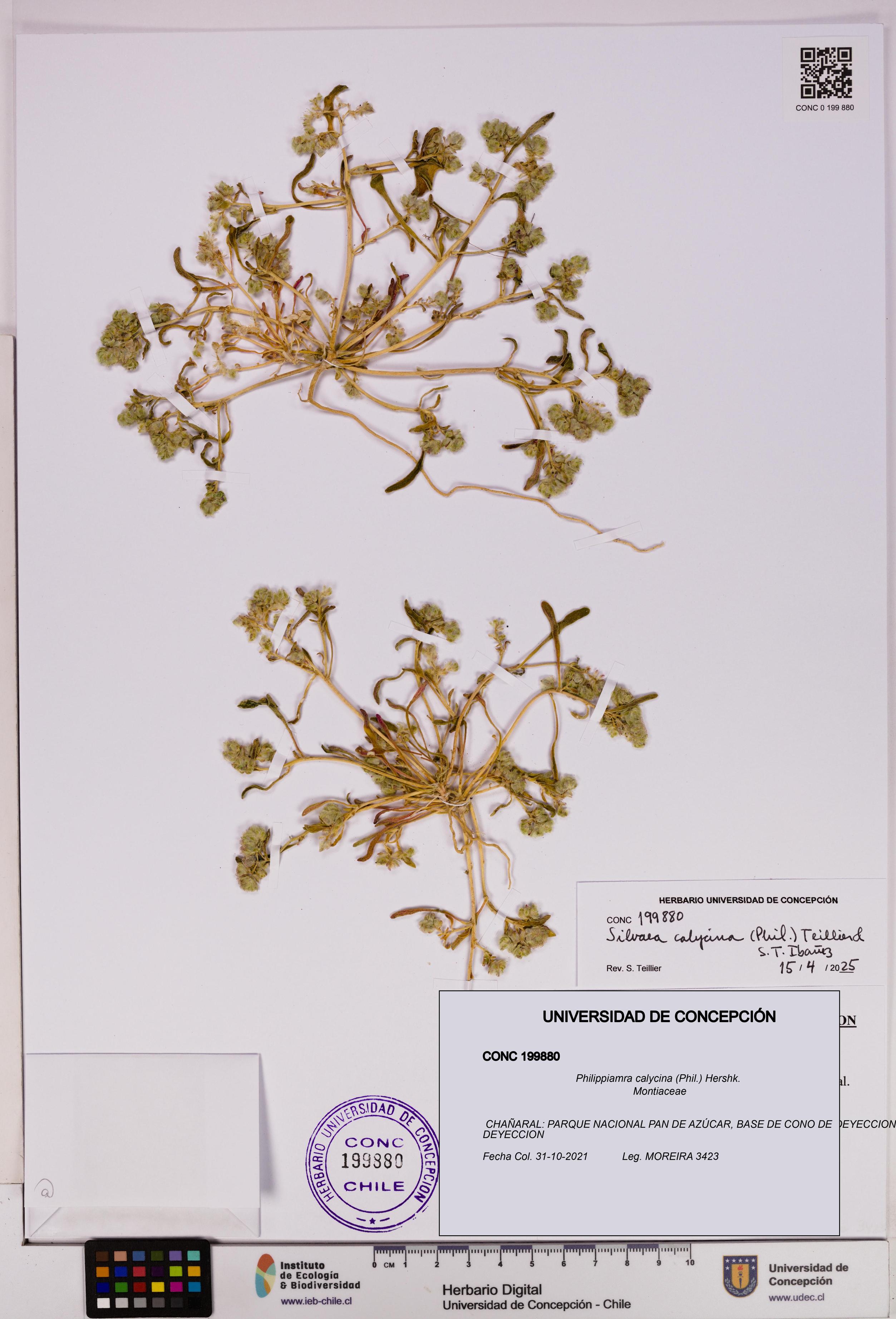 Philippiamra calycina [Espécimen: ]