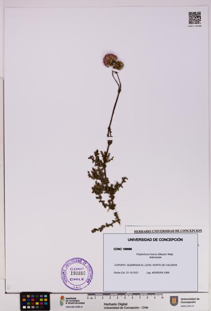Polyachyrus fuscus [Espécimen: UDEC:CONC:0199886]
