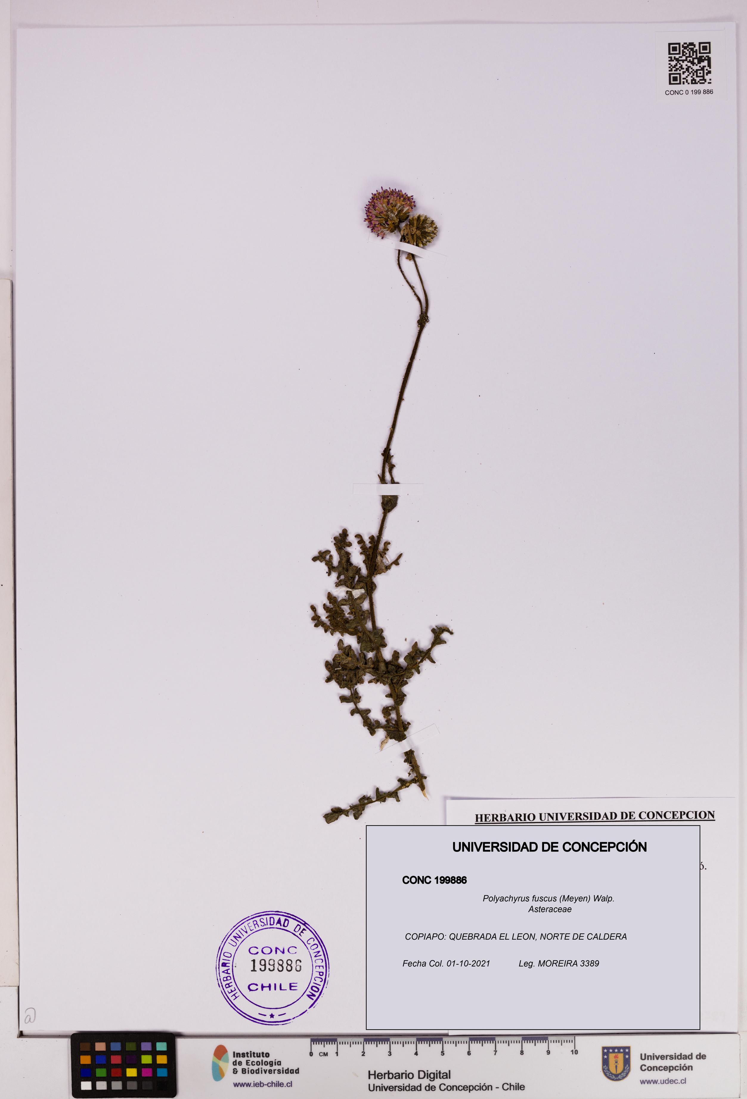 Polyachyrus fuscus [Espécimen: UDEC:CONC:0199886]
