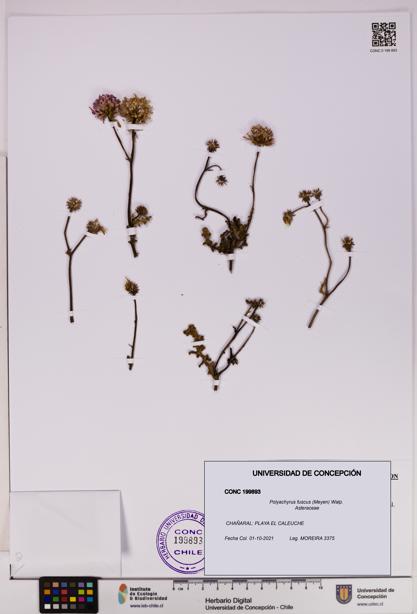 Polyachyrus fuscus [Espécimen: UDEC:CONC:0199893]