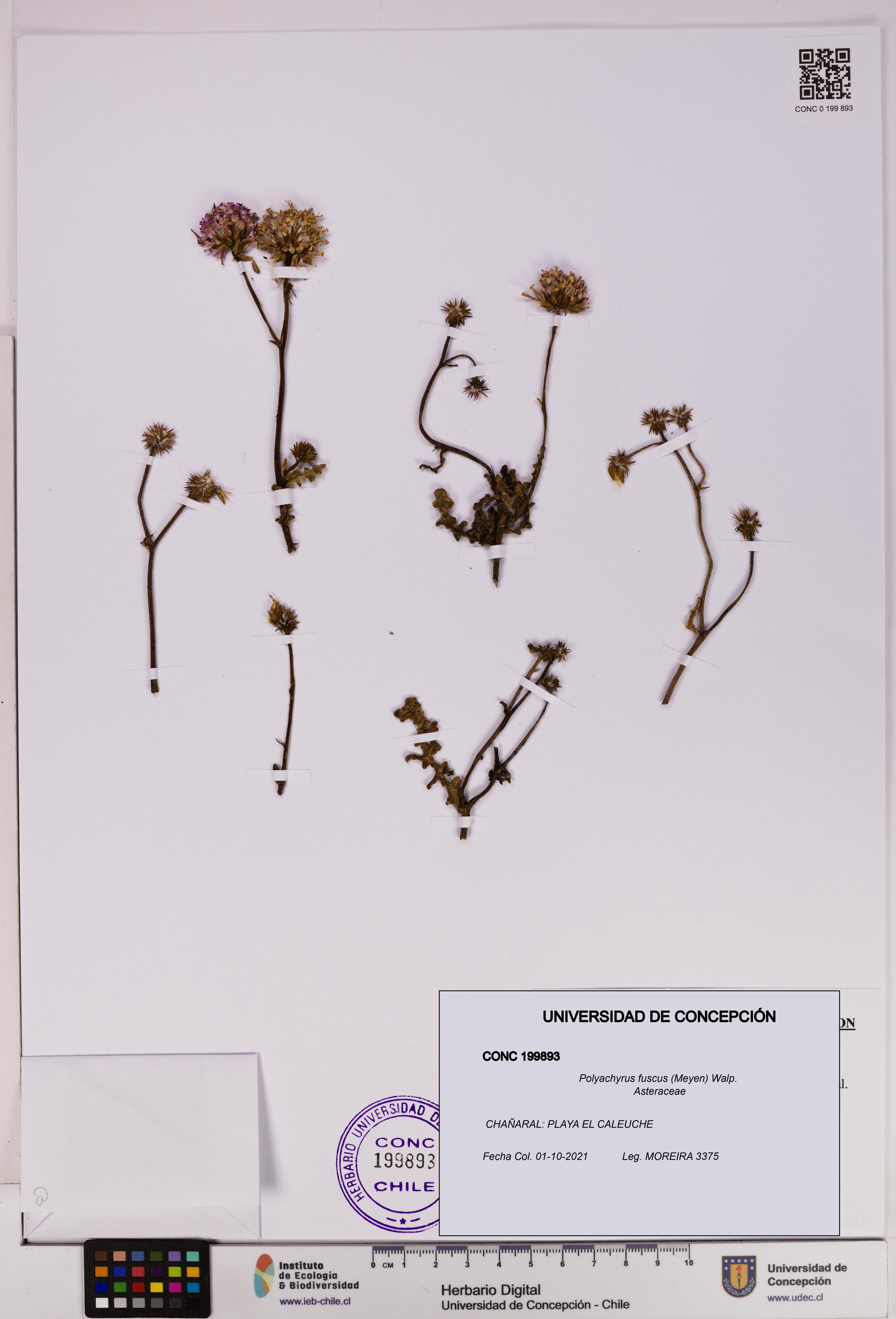 Polyachyrus fuscus [Espécimen: UDEC:CONC:0199893]
