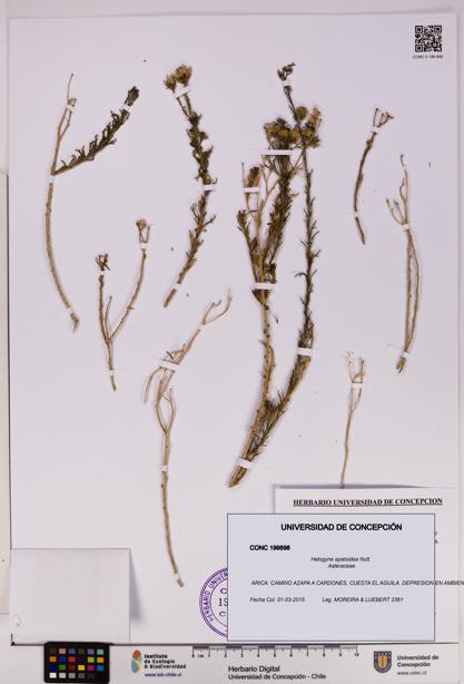 Helogyne apaloidea [Espécimen: UDEC:CONC:0199898]