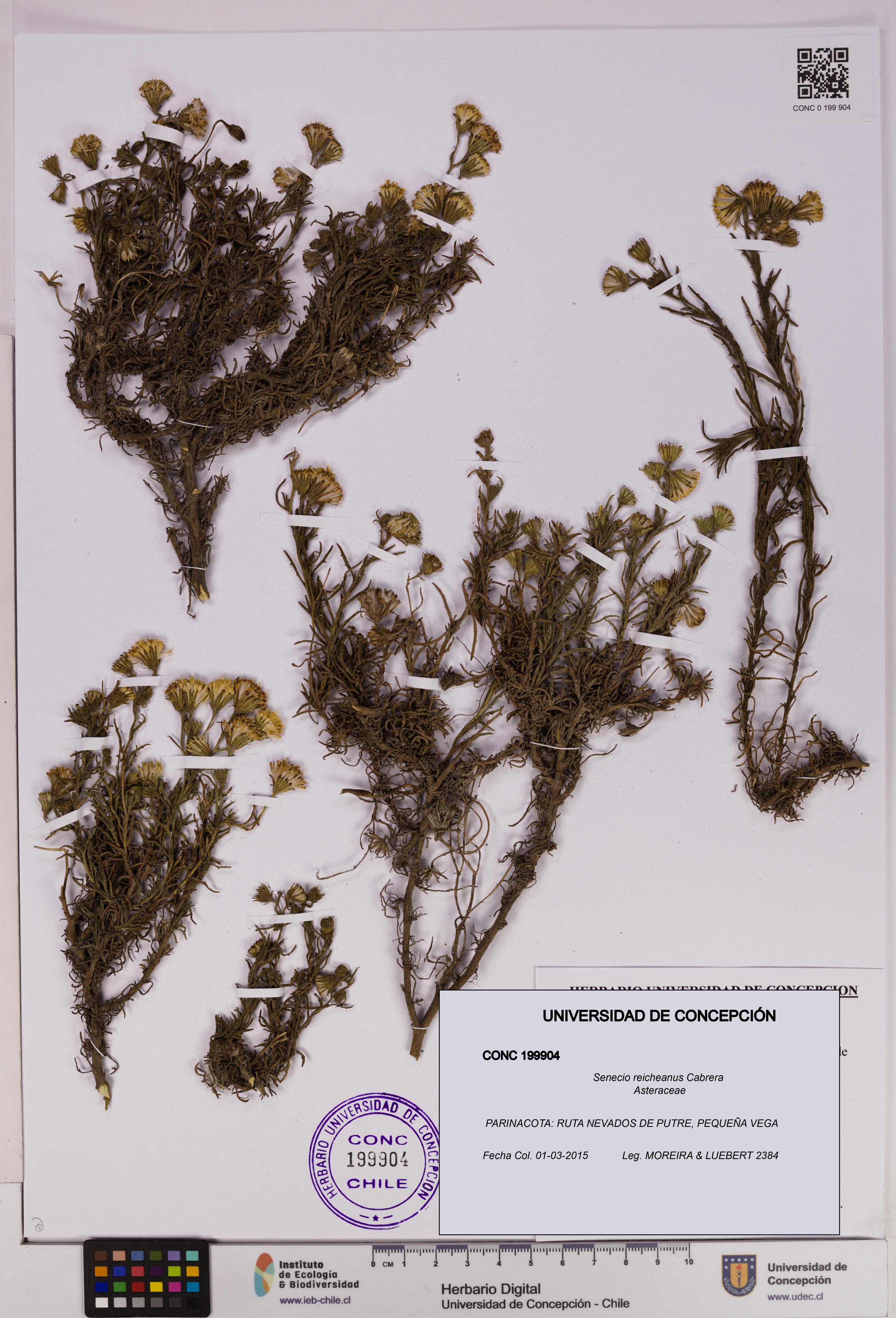 Senecio reicheanus [Espécimen: UDEC:CONC:0199904]